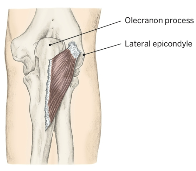 <p>Nerve that the Anconeus innervates</p>