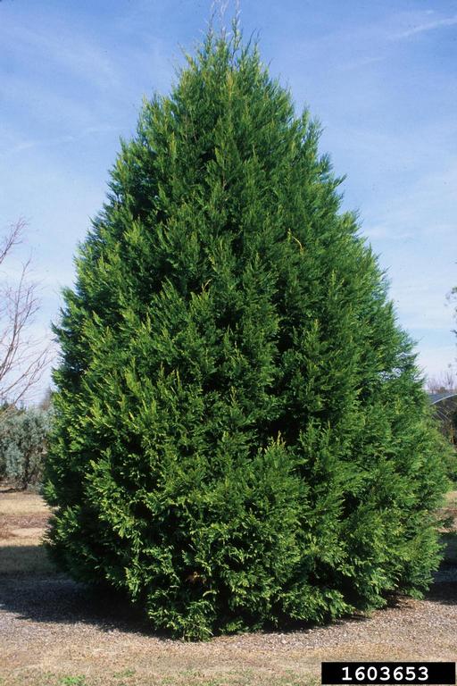 Leyland Cypress