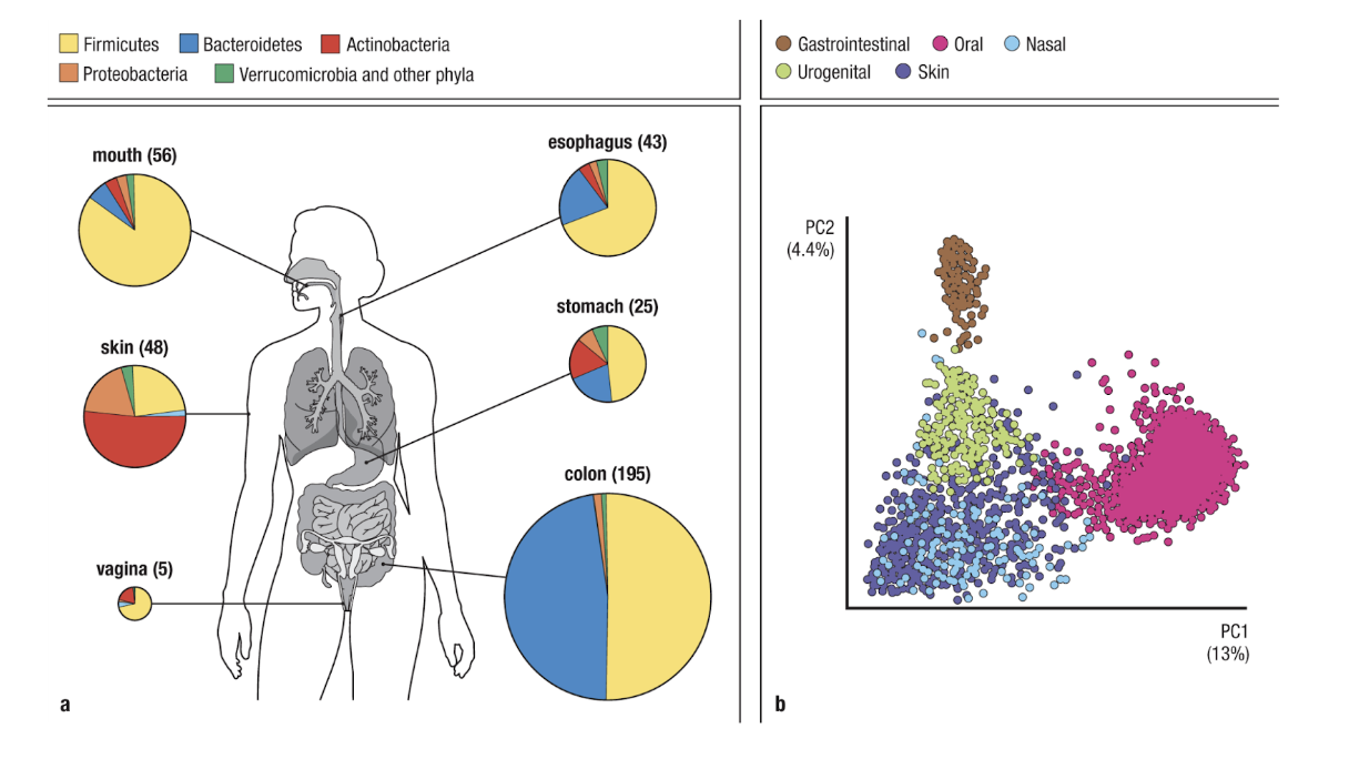 <ul><li><p>mucosal tissues have distinct microbiomes specialized to supporting that tissue</p><ul><li><p>for example, the lungs and guts are exposed to different things. dust/airborne toxins are more exposed to the lungs than the guts, so we want a microbiome in the lungs that is more able to combat dust</p></li></ul></li></ul><p></p>