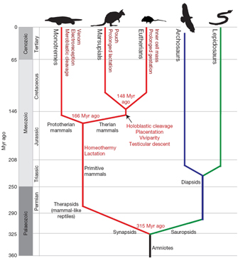 <p>A diagram that represents evolutionary relationships between organisms</p>