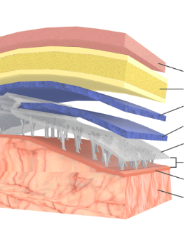 <p>Identify Meningeal Layers </p>