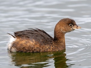 <p>Pied-billed Grebe</p>