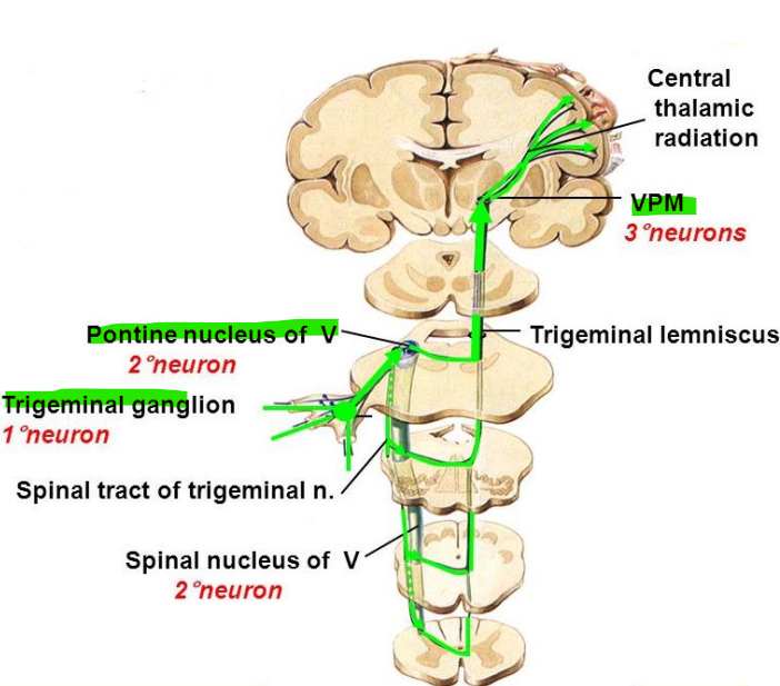 <p>lemniscus trigeminalis</p><p>nuc. ventralis posteromedialis (VPM)’teki</p>