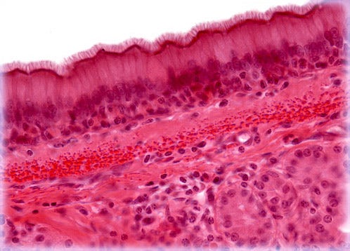 <p>A type of epithelium that appears to be stratified due to varying cell heights but is actually a single layer of cells, often ciliated, found in the respiratory tract, aiding in secretion and movement of mucus. </p>