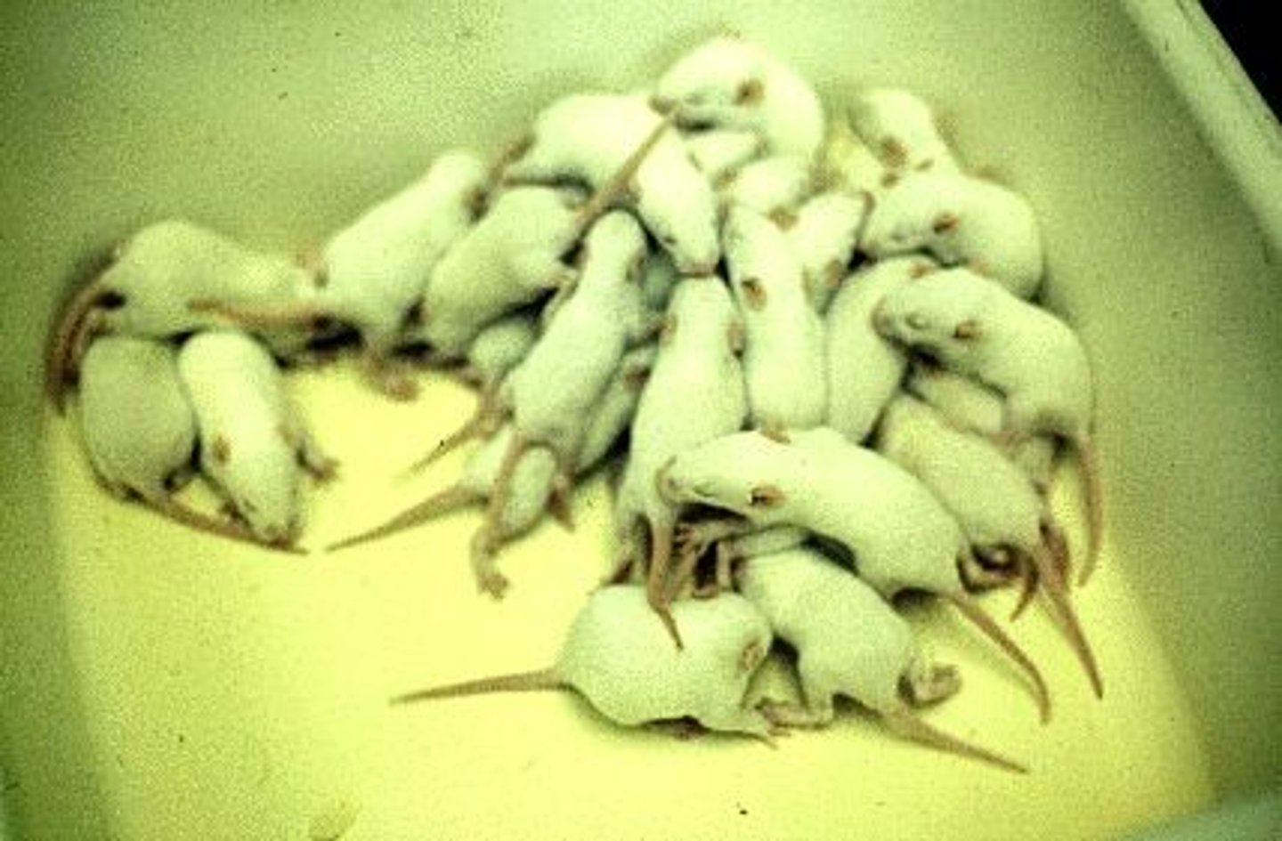 <p>More offspring are born than can possibly survive</p>