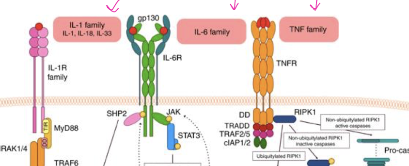 <p>TRUE - grouped in families</p>