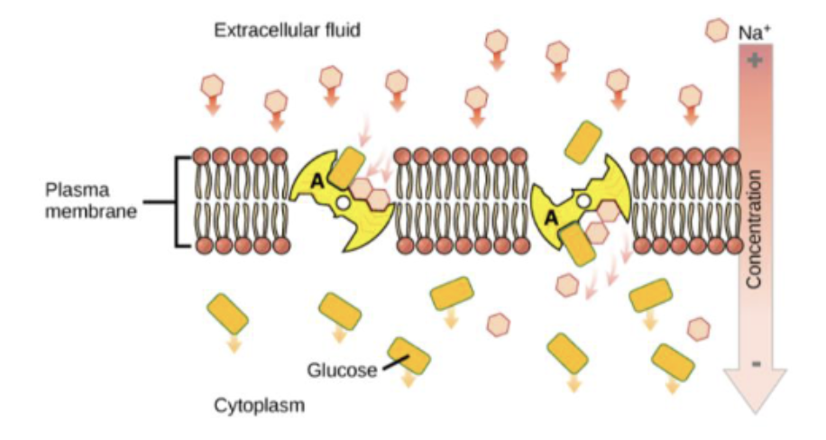 <p><span><span>According to the diagram to the right, Na+ is experiencing ______________ and Glucose is experiencing _____________?<br>A. Facilitated diffusion; passive<br>transport<br>B. Active transport; secondary active<br>transport<br>C. Secondary active transport;<br>facilitated diffusion<br>D. Passive transport; secondary active<br>transport<br>E. None of the above</span></span></p>
