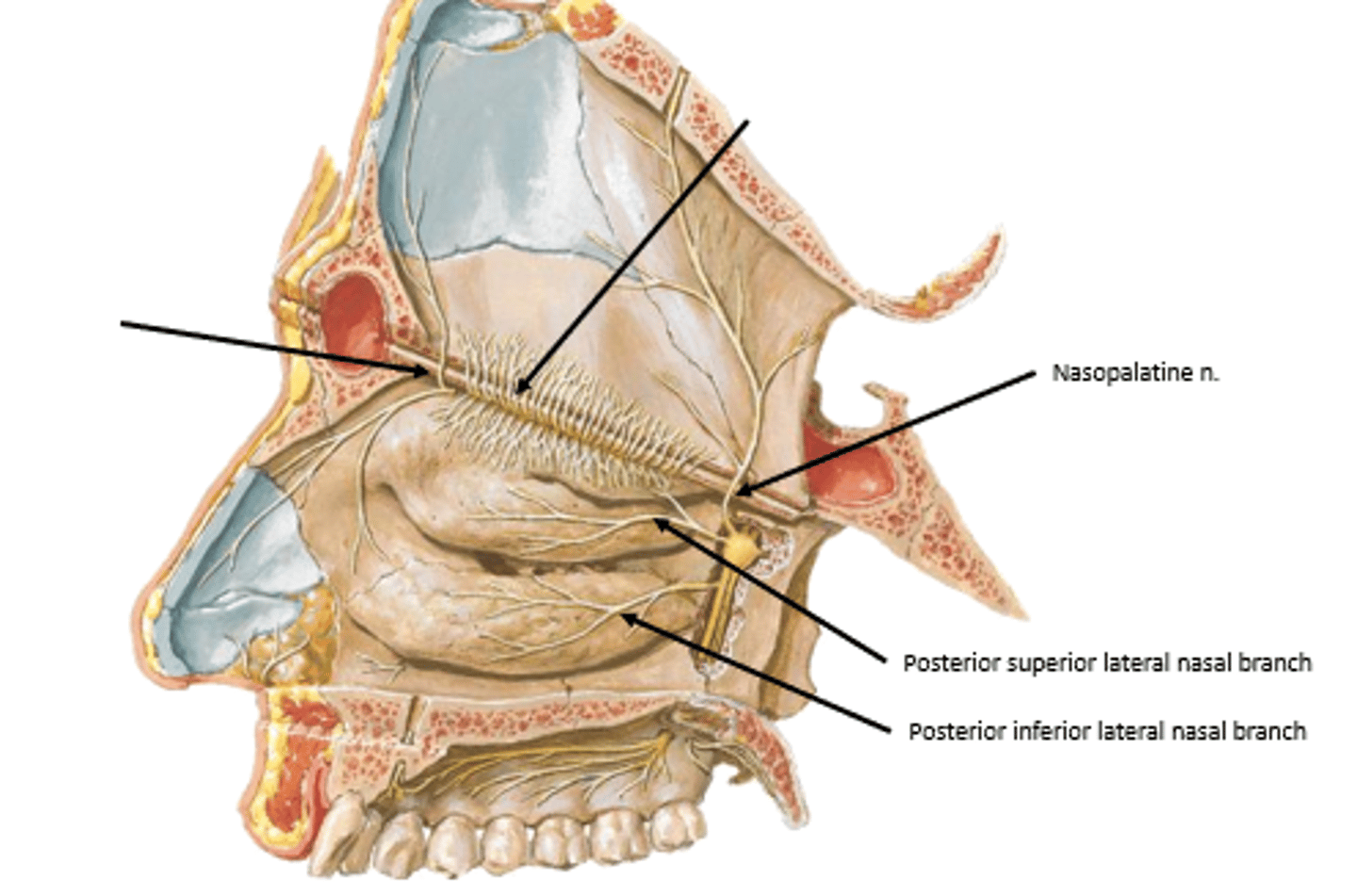 <p>nasopalatine nerve and posterior superior/inferior lateral nasal nerves</p>
