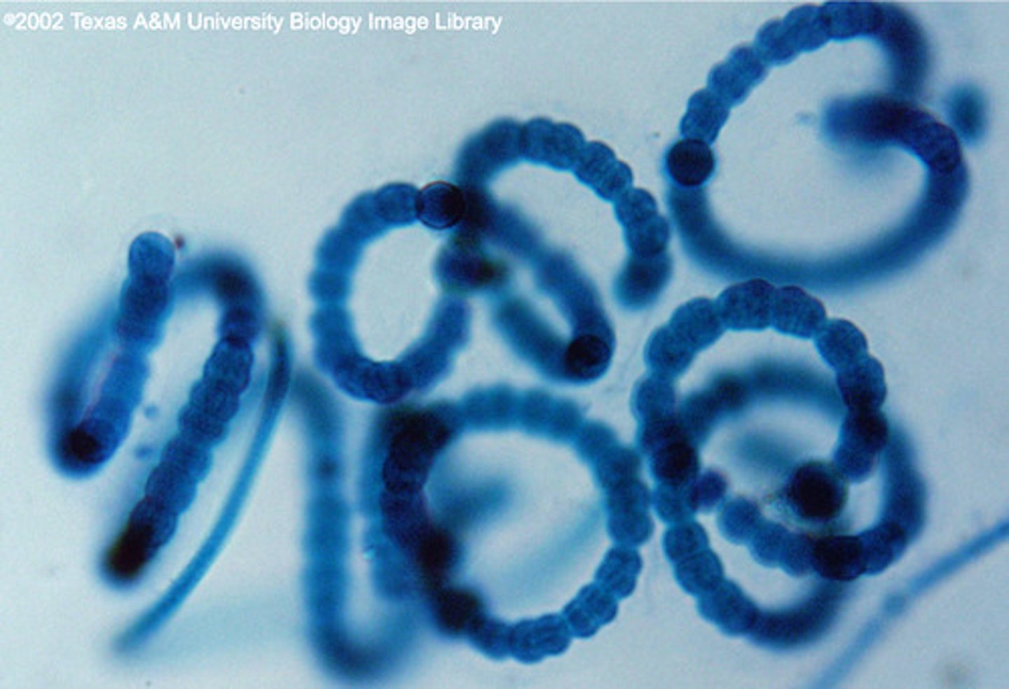 <p>These are the bacteria who use photosynthesis to produce their food. They use the sun's energy to do their food processing. They are living with the Aerobic Bacteria- and have been living after the Anaerobic Bacteria.</p>