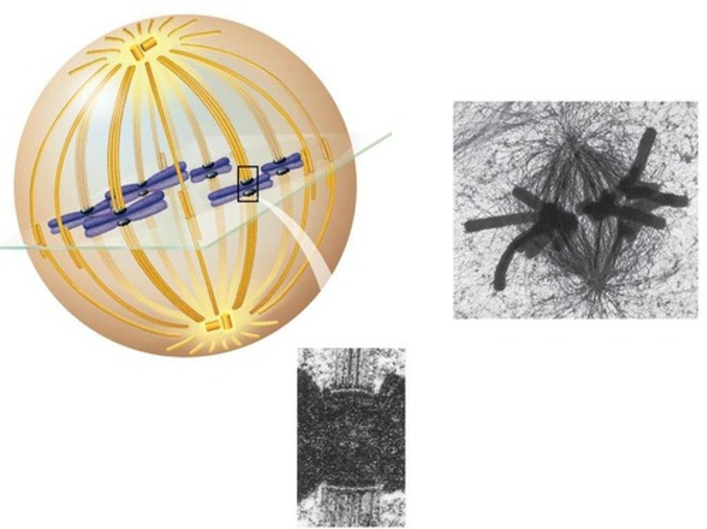<p>Sister chromatids separate and move towards opposite centrosomes.</p>