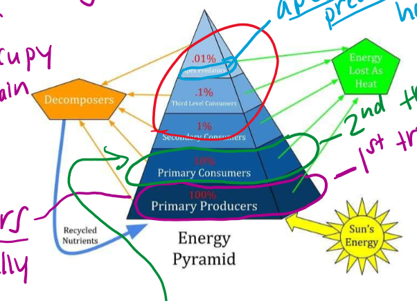 <p>The group of organisms within an ecosystem which occupy the same level in a food chain</p>