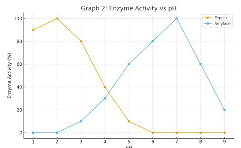 <p>According to the graph, which enzyme shows a broader pH range of activity?</p>