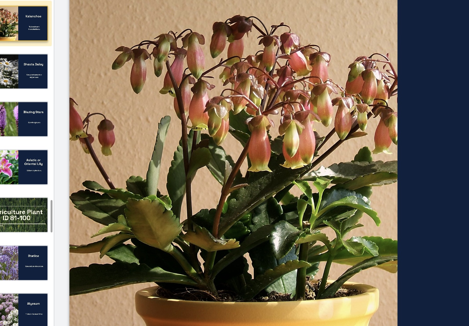 <p>Kalanchoe x blossfeldiana </p>