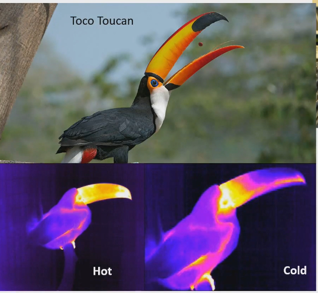 <ul><li><p>Bird that has a bill that is the same size of body (bird is 50% beak) WHY?</p></li><li><p>Maybe sexual selection to appear more attractive mates</p><ul><li><p>No evidence supports this hypothesis</p></li></ul></li><li><p>Big beaks perfused with blood when they get too hot, big surface area of beaks radiates heat into environment</p><ul><li><p>Evidence supports this hypothesis</p></li><li><p>More infrared radiation in beak (and none in body) when toucan is hot</p></li><li><p>Most of beak does not give off infrared radiation because they want to limit heat loss to environment when toucan is cold</p></li></ul></li></ul><p></p>