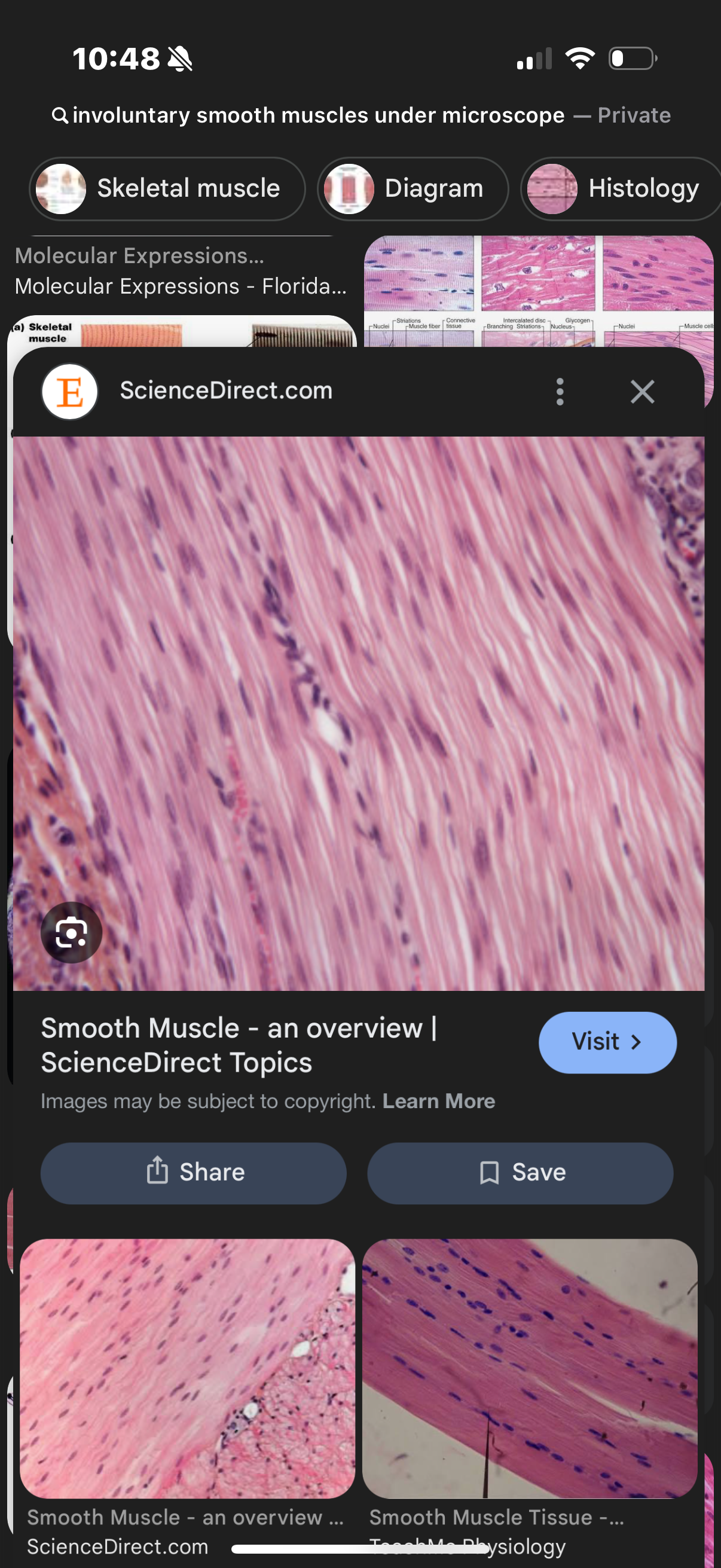 <p>What cell is this</p>