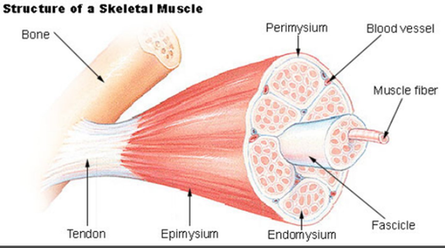 <p>1. Long cylindrical-like cells</p><p>2. Myofibers arranged in parallel</p><p>3. Each muscle is an organ (collection of tissue)</p>