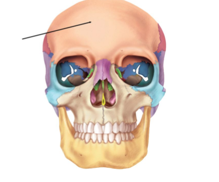 The cranial bone that is indicated by the arrow is the