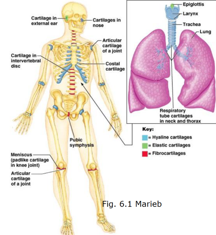 <p>The function of fibrocartilage is to resist compression and tension forces and can be found in e.g. anulus fibrosus</p>