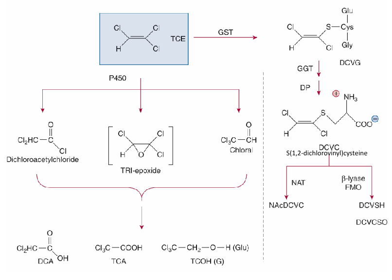 <p>Fill in the blank…</p><p>A majority of trichloroethylene undergoes oxidation in the liver by ( ), with a small proportion being conjugated by ( ).</p>