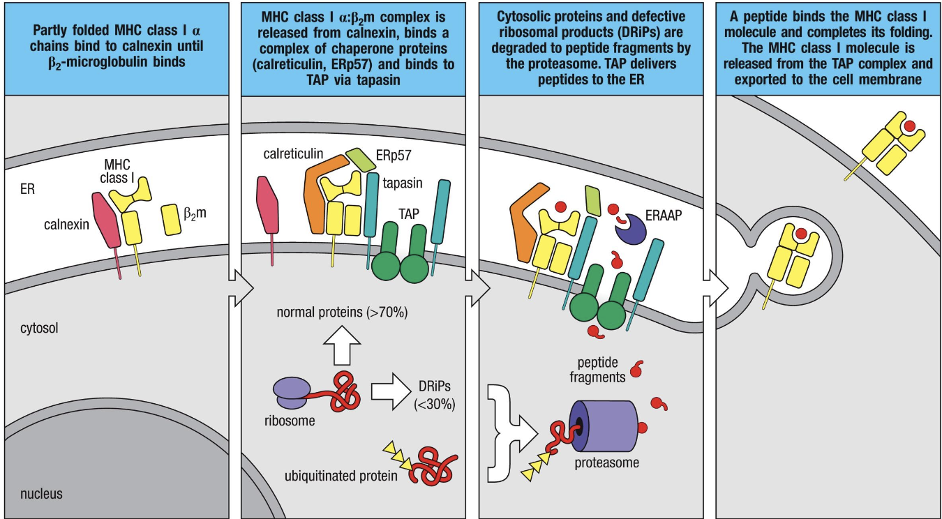 <p>Entry of pathogen is pathogen mediated (virus, intracellular pathogen)</p>