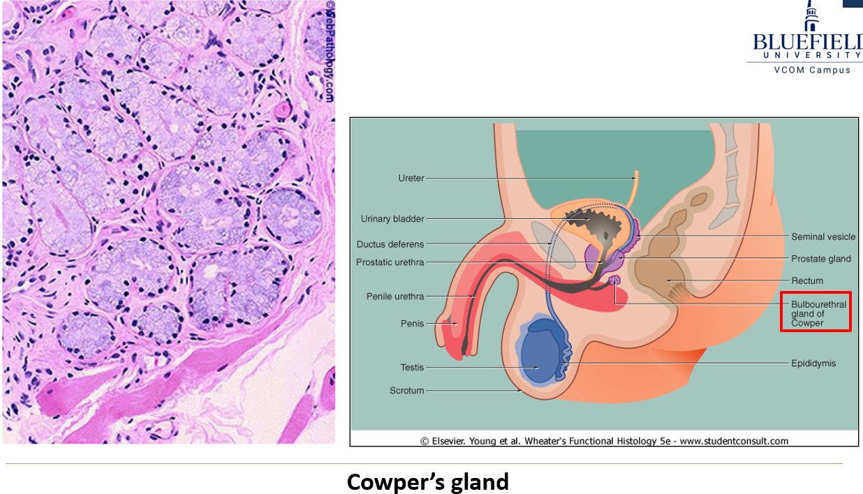 <p>An <strong>alkaline mucous</strong>.</p>