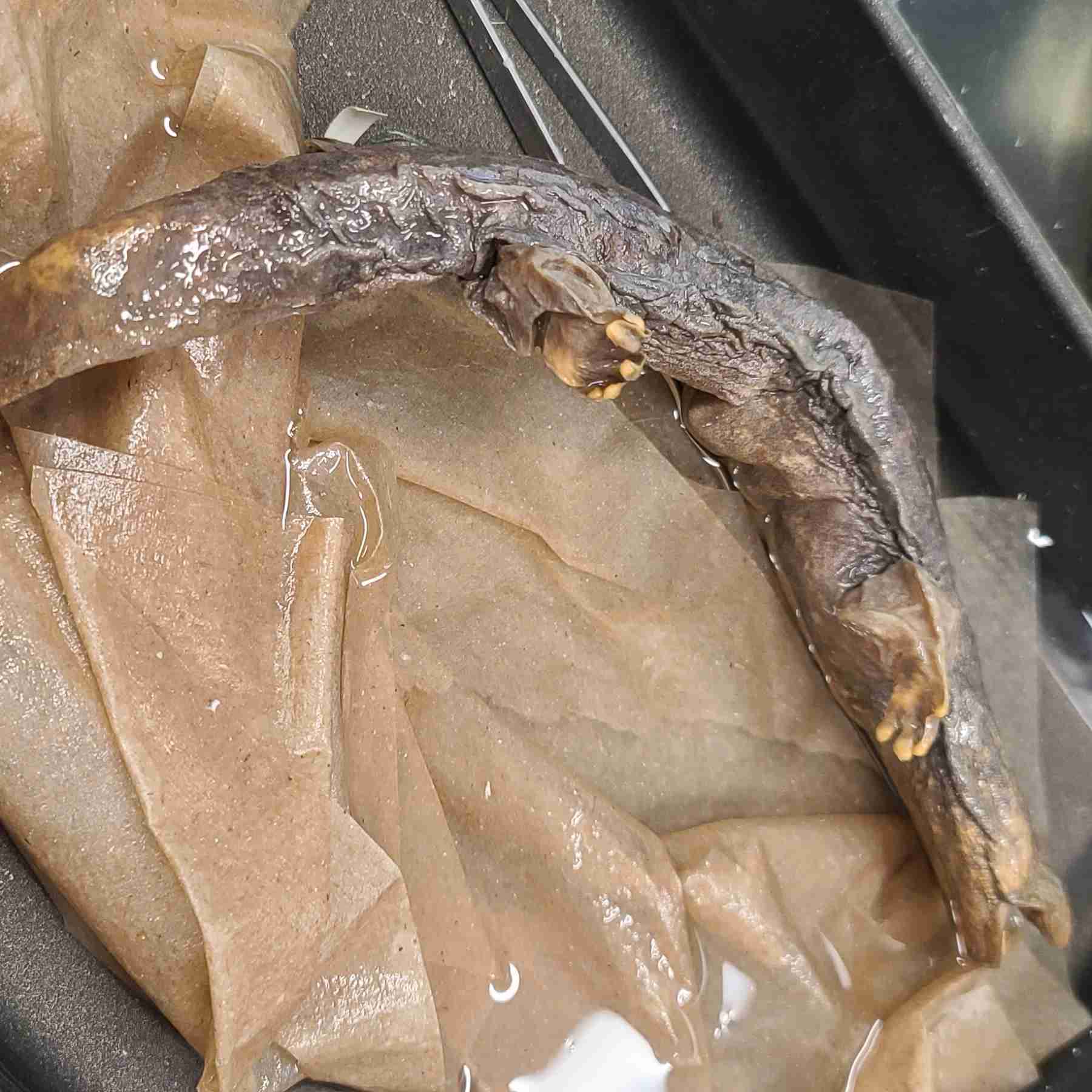 <p>Largest salamander, baggy skin, flattened body</p>