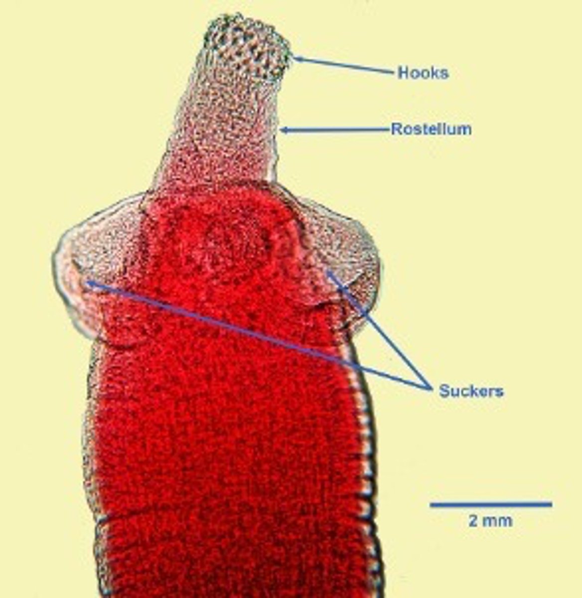 <p>Found in a dog with poor weight gain. What parasite species is this?</p>
