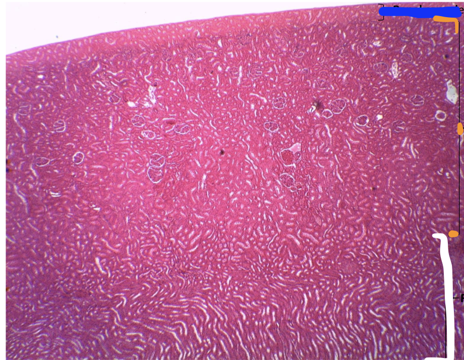 <p><strong>what is this?</strong></p>