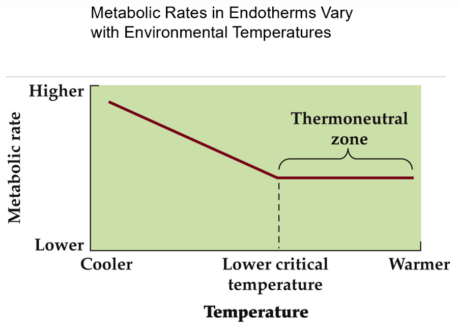 <p>range of environmental temps over which a constant basal metabolic rate can be maintained</p>