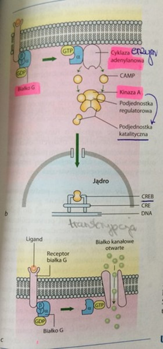 <p>hormony te nie przenikają przez błonę komórkową, ich receptory znajdują&nbsp;się na powierzchni komórek docelowych. Hormon wiąże się z receptorem, co zmienia jego konformacje. Dochodzi do aktywacji białka G i dysocjacji podjednostki alfa od betagamma.</p><p>Podjednostki alfa białka G mogą uczynniać lub hamować enzymy, mogą również otwierać kanały białek błonowych</p>
