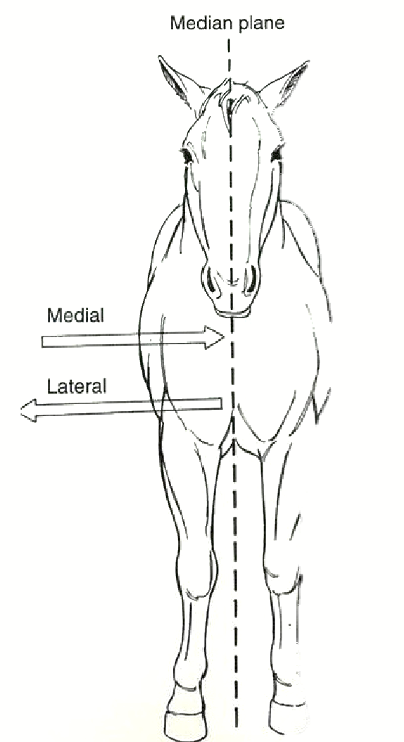 <p><strong>Close or towards the midline (median plane) of the body.</strong></p><ul><li><p>e.g. chest, organs</p></li><li><p>Side of the leg = side closest to body</p></li></ul><p></p>