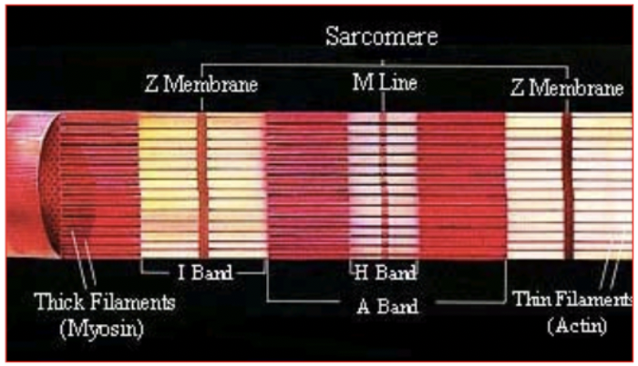 <p>each muscle fiber is composed of numerous ________; the contractile elements of muscle; functional unit is the sarcomere; Function: produce muscle contraction and relaxation</p>