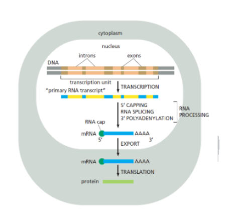 <p>RNA just after transcription and before modifications</p>