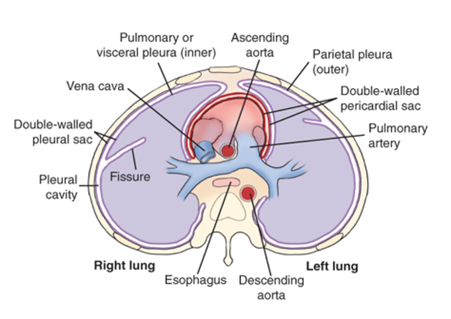 <p>c. pulmonary pleura.</p><p>Can also be referred to as visceral pleura.</p>