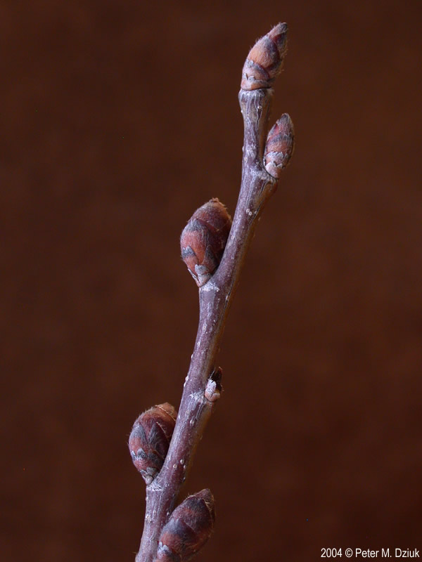 <ul><li><p>riparian, intermediate shade </p></li><li><p>droopy shape</p></li><li><p>alt branch</p></li><li><p>leaves: pinnate, ovate, coarsely doubly toothed, asym base, sandpaper top</p></li><li><p>buds: scaled, brn, terminal is 45*</p></li><li><p>twigs: zig zag</p></li><li><p>bark: tan / light brn, spongey when young, layered, diamond shaped </p></li><li><p>repro: single samara</p></li></ul>