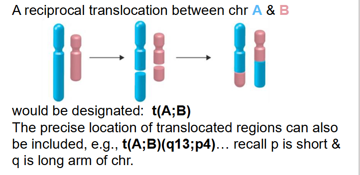 <p>ISCN Designation for Translocations</p>