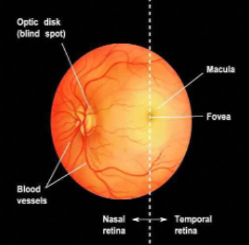 <ul><li><p>retina is the light sensitive-neural layer at the back of the eye that converts light into neural signals </p></li><li><p>it is divided relative to the fovea into the nasal retina and temporal retoma </p></li><li><p>the temporal retina contains the macula and fovea</p></li><li><p>the macula is a small, yellowish area which has a high density of cones that are responsible for sharp colour vision, it contains the fovea (centre) and the parafoveal region </p></li><li><p>macular pigment (yellow) helps filter blue light and protects photoreceptors</p></li><li><p>the fovea is the point of greatest visual acuity containing only cones and no rods, it provides sharp, detailed central vision</p></li><li><p>the nasal retina contains the optic disc (blind spot) where the optic nerve exits the eye</p></li><li><p>it is a blindspot as there are no photoreceptors </p></li></ul><p></p>