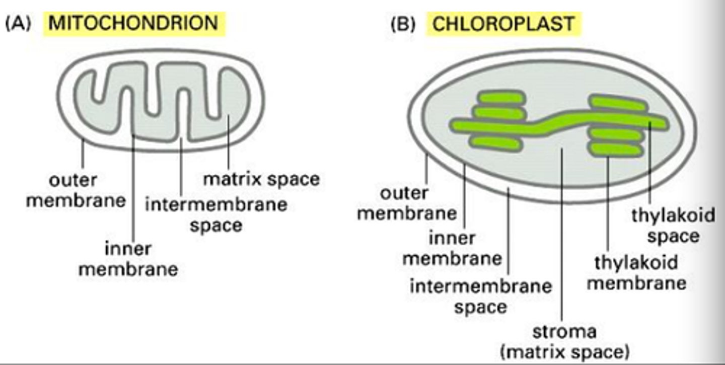 <p>Both organelles resulted from symbiotic relationship between primitive photosynthesizing/metabolizing bacteria and primitive eukaryotic cells</p>