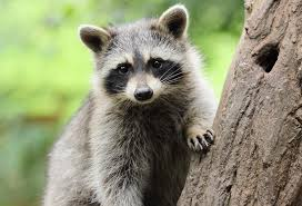 <p>What do only Animal cells have that plant’s don’t?</p>