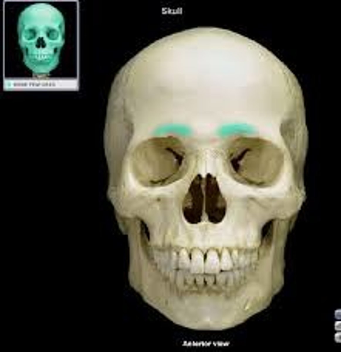 knowt flashcard image