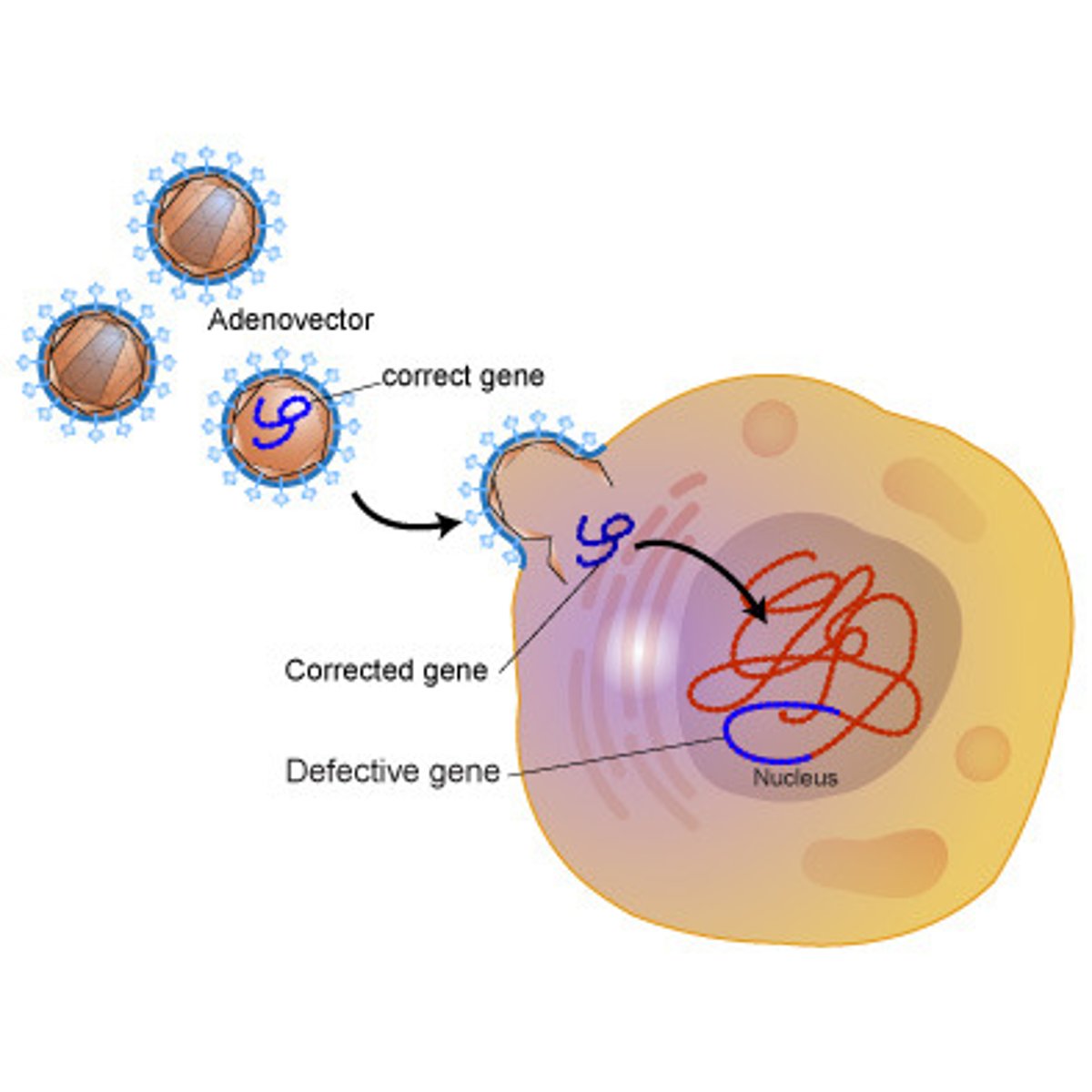 <p>The insertion of working copies of a gene into the cells of a person with a genetic disorder in an attempt to correct the disorder.</p>