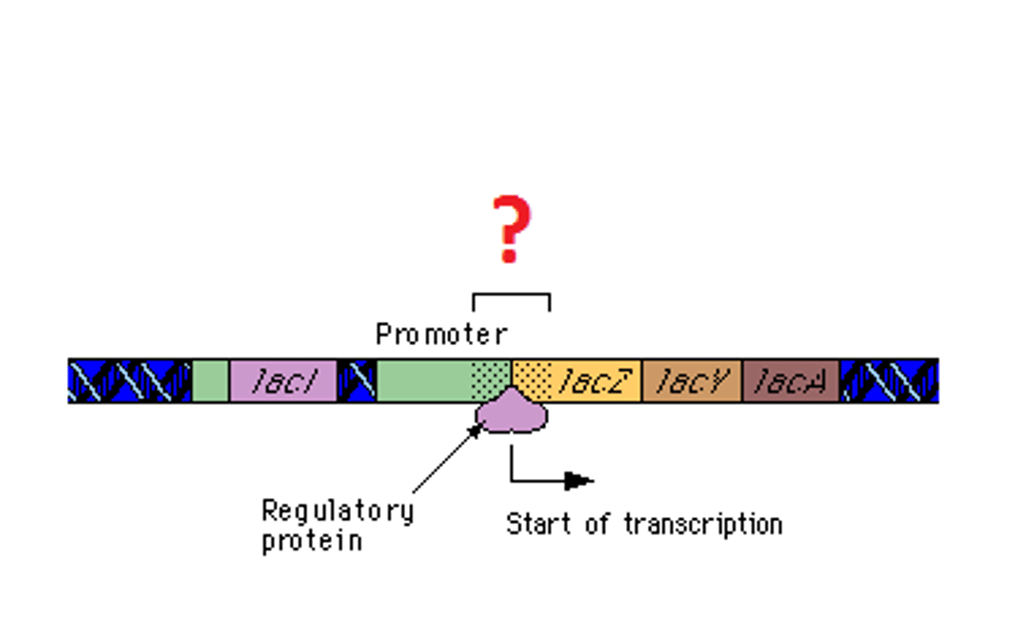 <p>A portion of the DNA that acts as a site for a repressor protein to bind. Acts as a switch that turns on/off transcription.</p>