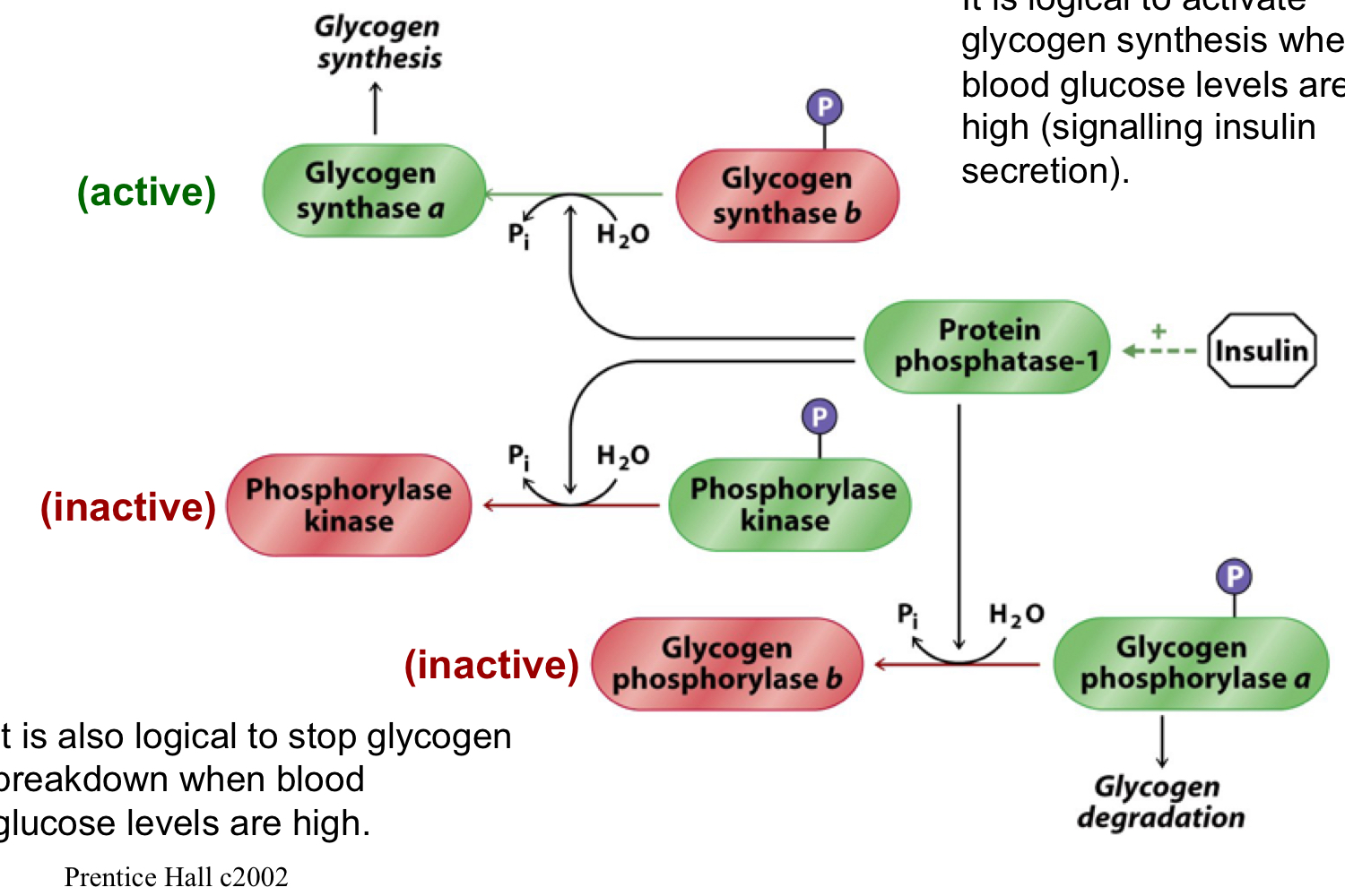 it’s logical to activate glycogen synthesis when blood glucose levels are high (signaling insulin secretion)

it’s also logical to stop glycogen breakdown when blood glucose levels are high

insulin activates protein phosphatase-1, which then activates glycogen synthase by shifting it to the a form, causing glycogen synthesis 

protein phosphatase 1 also inactivates phosphorylase kinase and inactivates glycogen phosphorylase by shifting it to the b form (stopping glycogen breakdown)