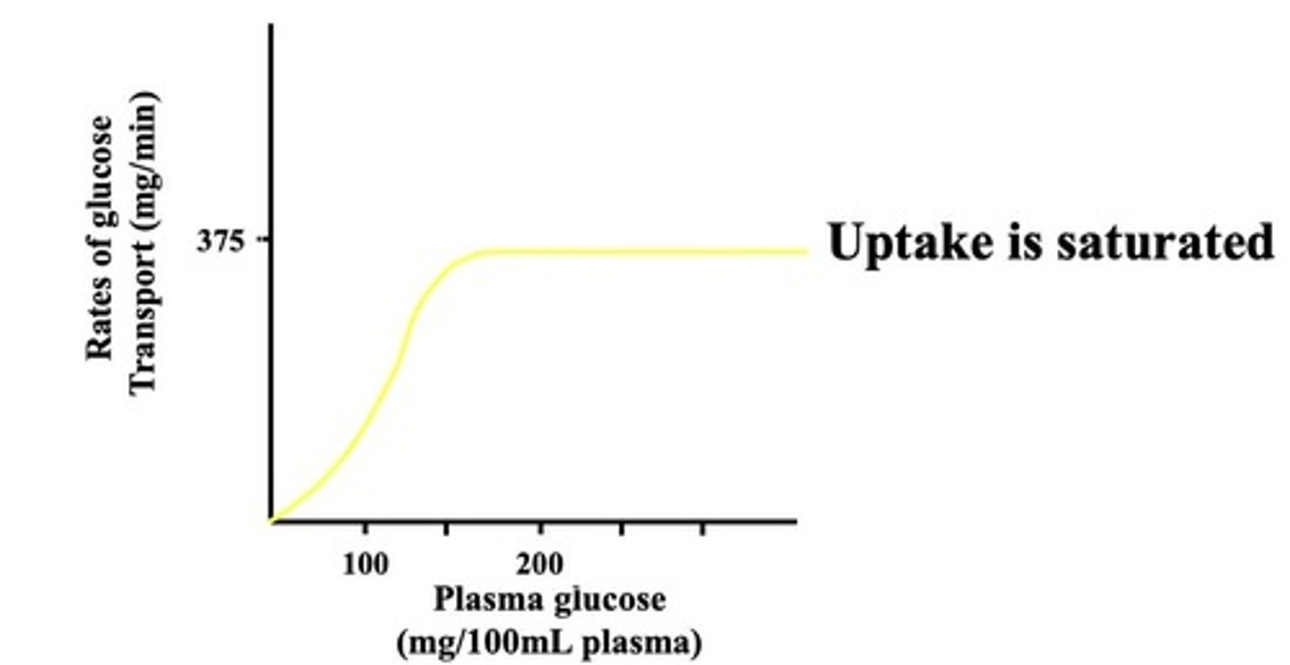 <p>Transport maximum when all binding sites are occupied.</p>