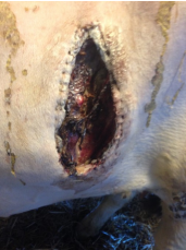 <p>AKP store husdyr blok 1 2024</p><p>Du kaldes ud til en ko du har foretaget kejsersnit på for 10 dage siden: Såret ser ud som på billedet. Koen har temperatur 38,2, æder og har det fint. Der er en smule ømhed, men ingen varme omkring såret. Hvad vil du gøre ved såret?</p><p>1 Give 22.000 IE/kg penicillin-procain i 5 dage </p><p>2 Give et stramt bellyband på </p><p>3 Fortsætte med åben sårbehandling, så såret kan hele per sekundam </p><p>4 Lave en horisontal incision ventralt for såret for at skabe drænage</p>