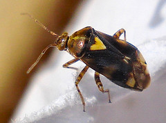 herbivores