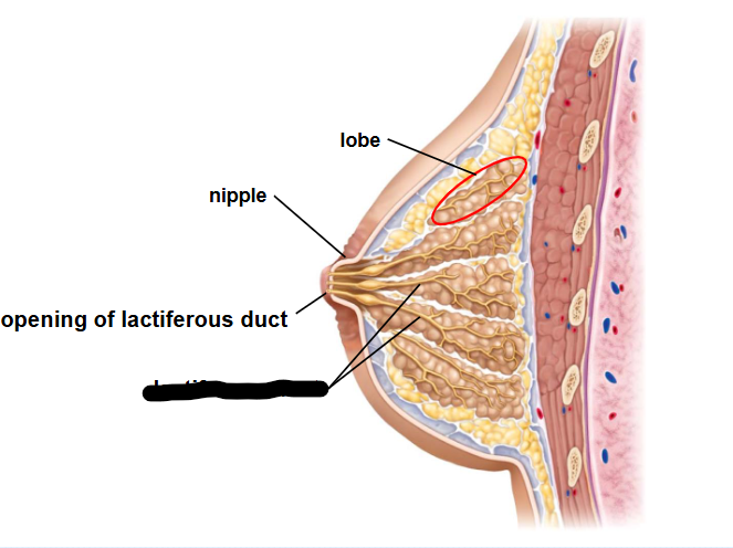 <p>(Female Reprod Structures) What is this within the Breasts</p>
