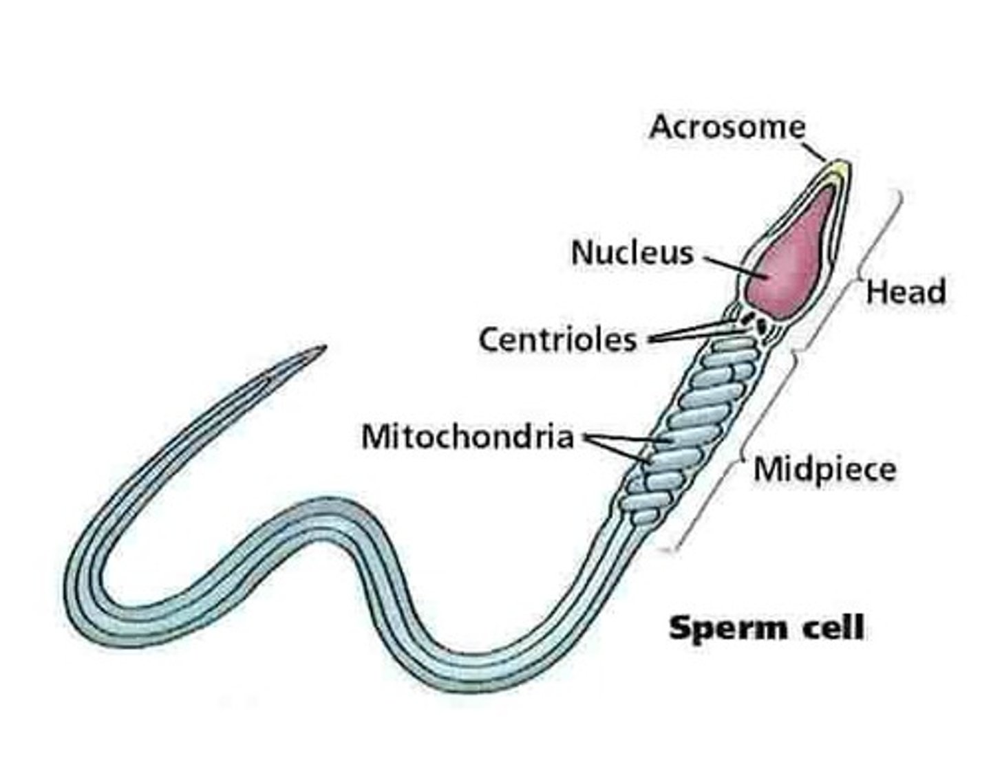 <p>Chromosomes and an acrosome with specialized enzymes.</p>