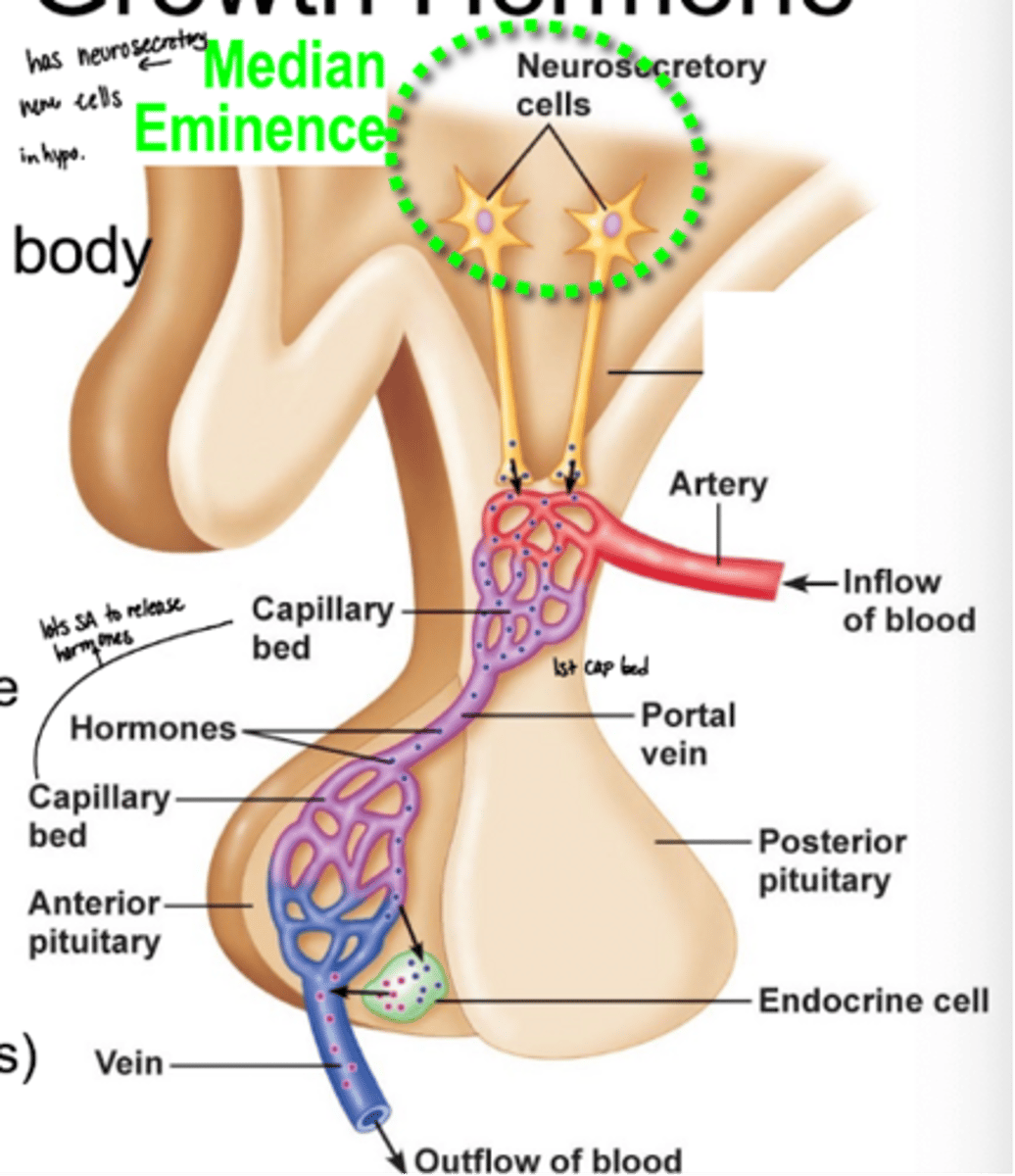 <p>via hypothalamic relseasing factors (hormones) OR inhibiting factors (hormones) both from the median eminence (neurosecretory cells in the hypothalamus)</p>