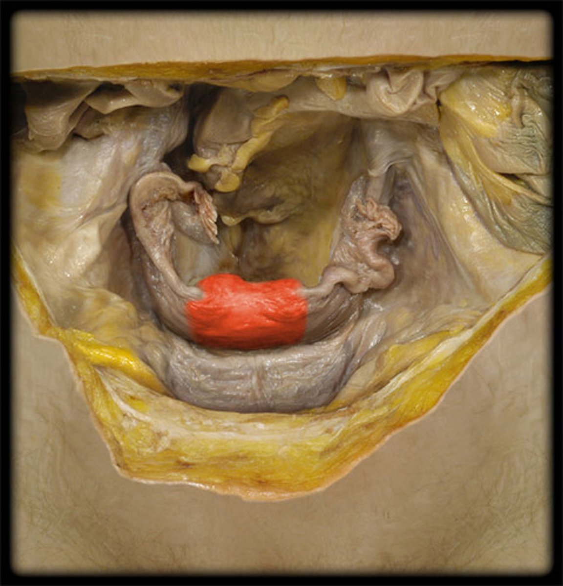 <p>-a hollow muscular organ in the pelvic cavity of the female</p><p>-best on table 3</p>